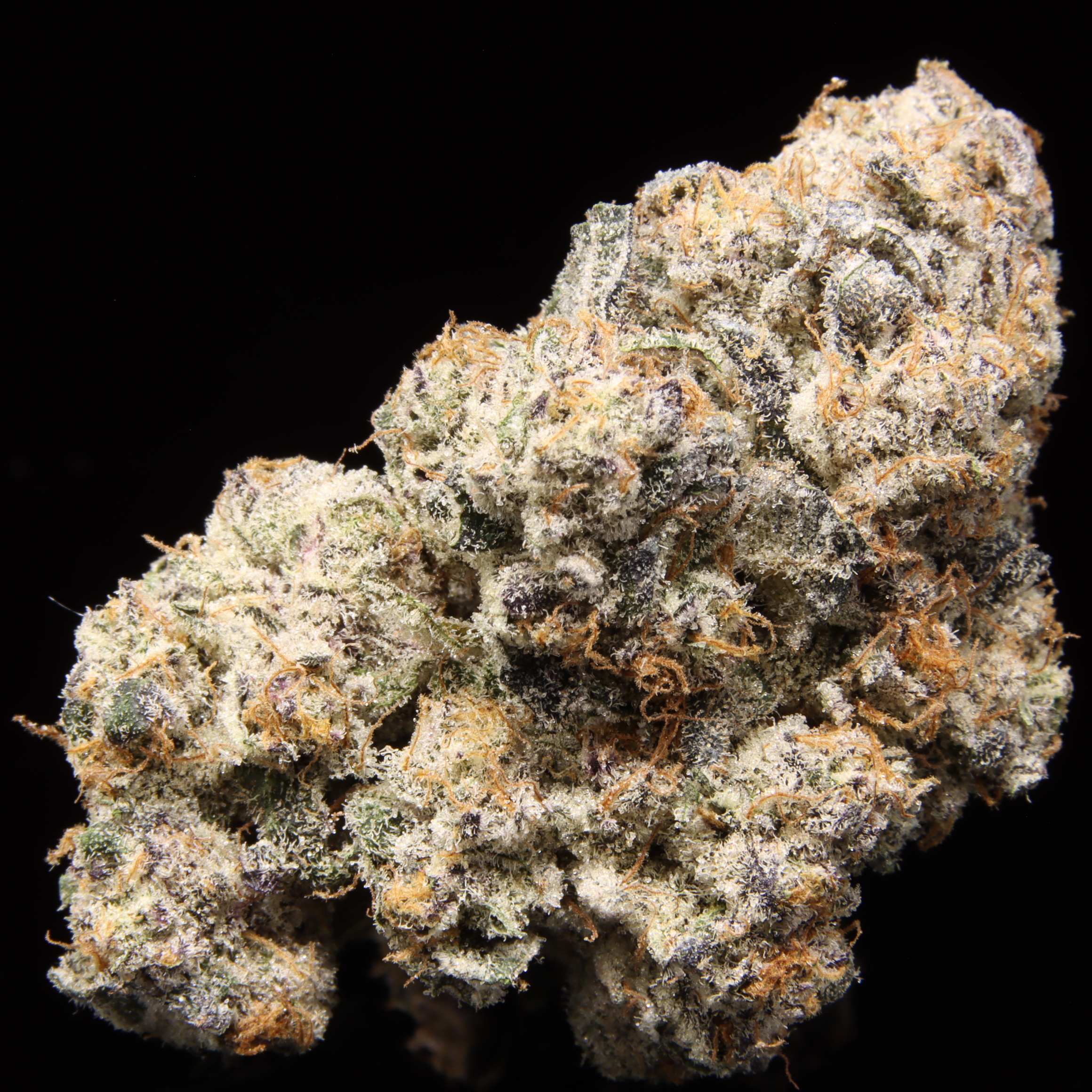 Dairy Queen - Cultivated By Mega Meisho