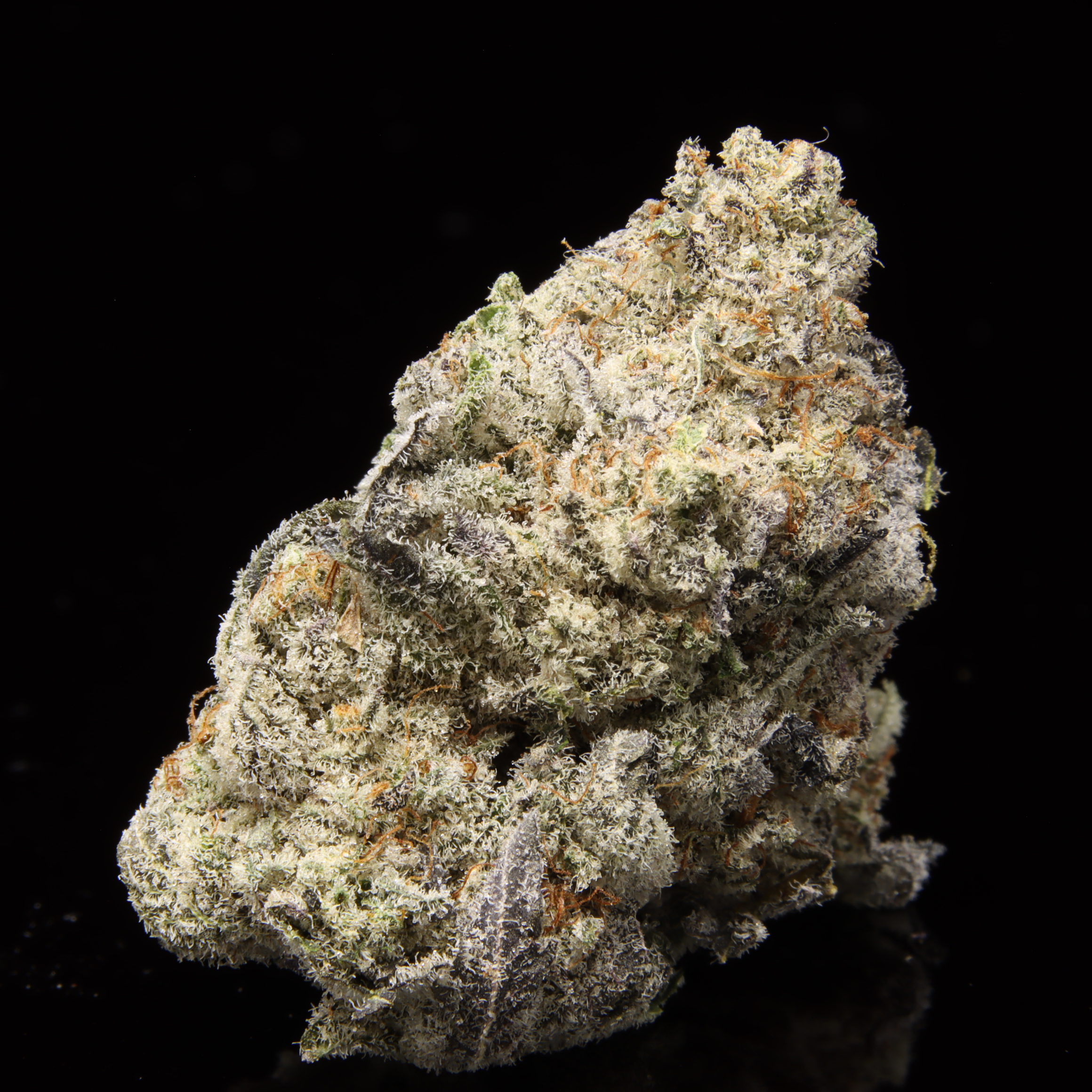 Volacious Northern Lights - Cultivated By Mega Meisho