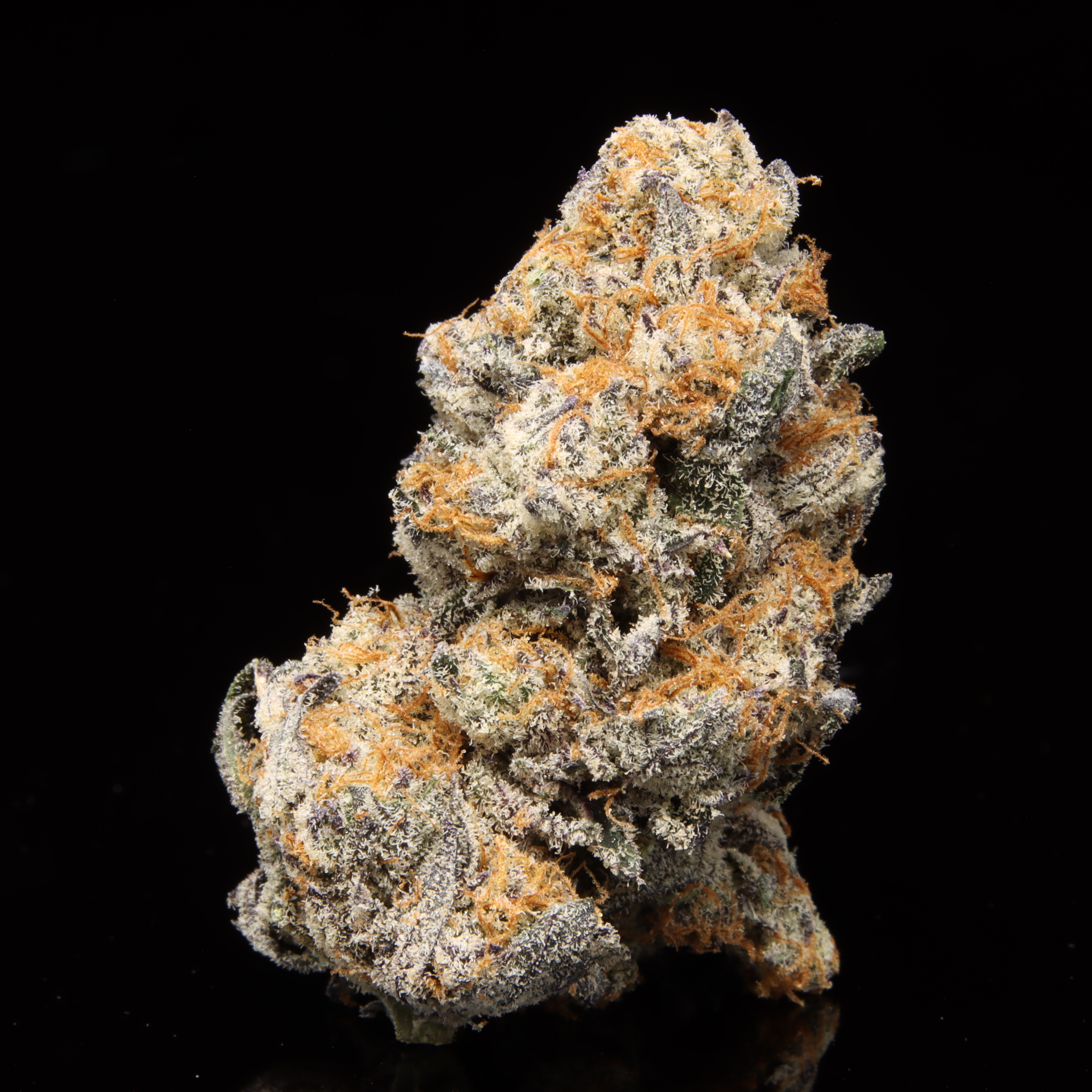 Apples & Oranges Cultivated By Mega Meisho