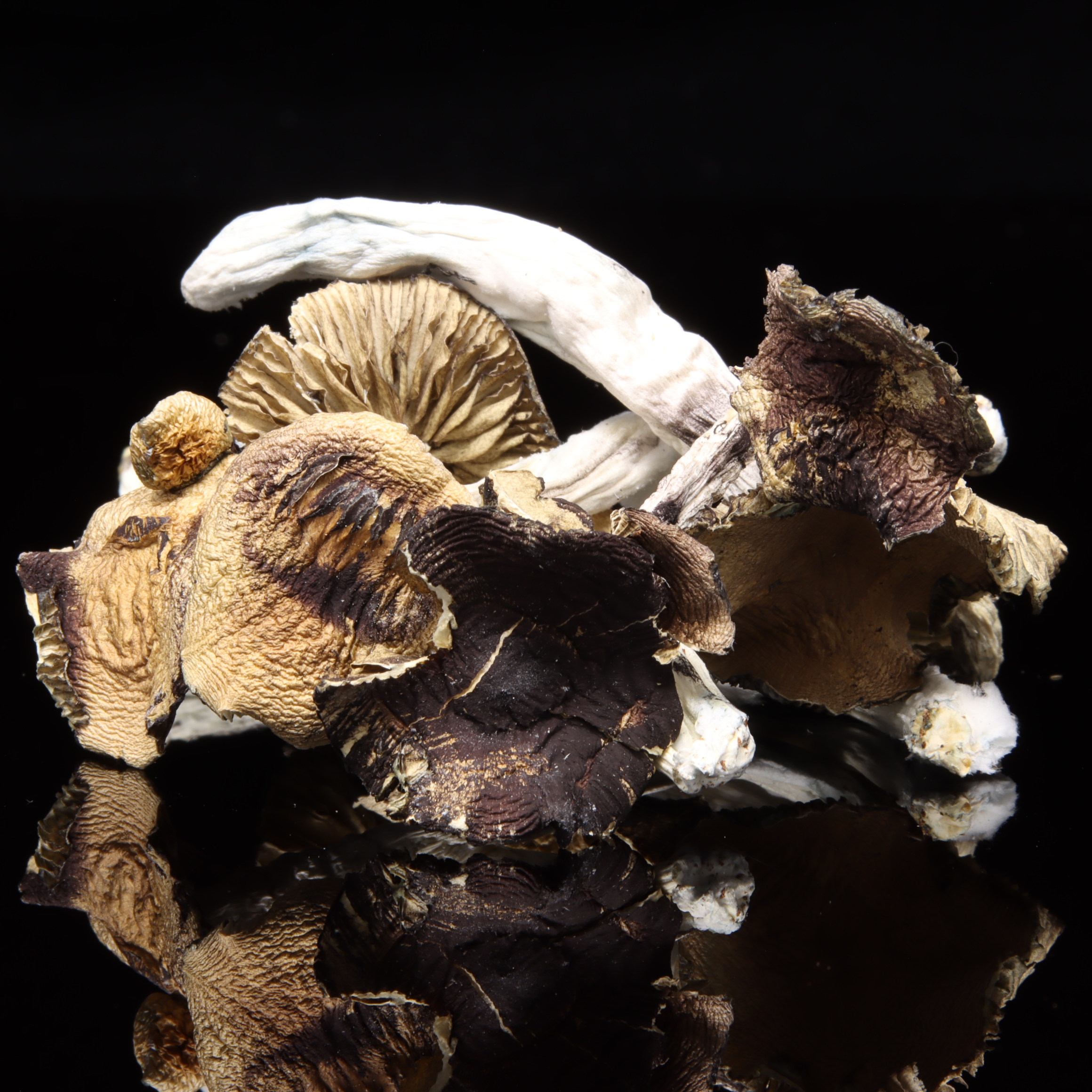 Golden Teacher Mushrooms