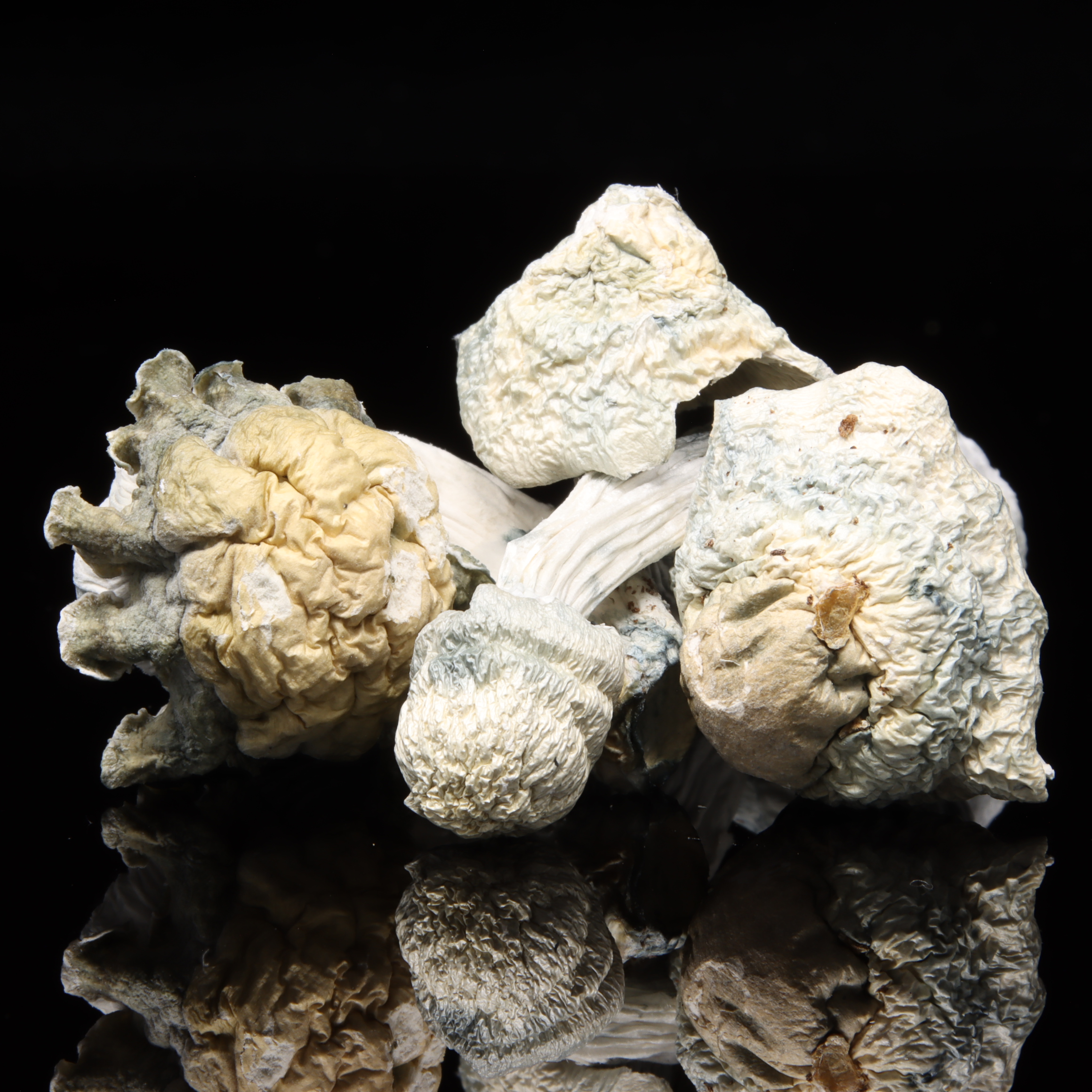 Shakti-X-Ghost Mushrooms