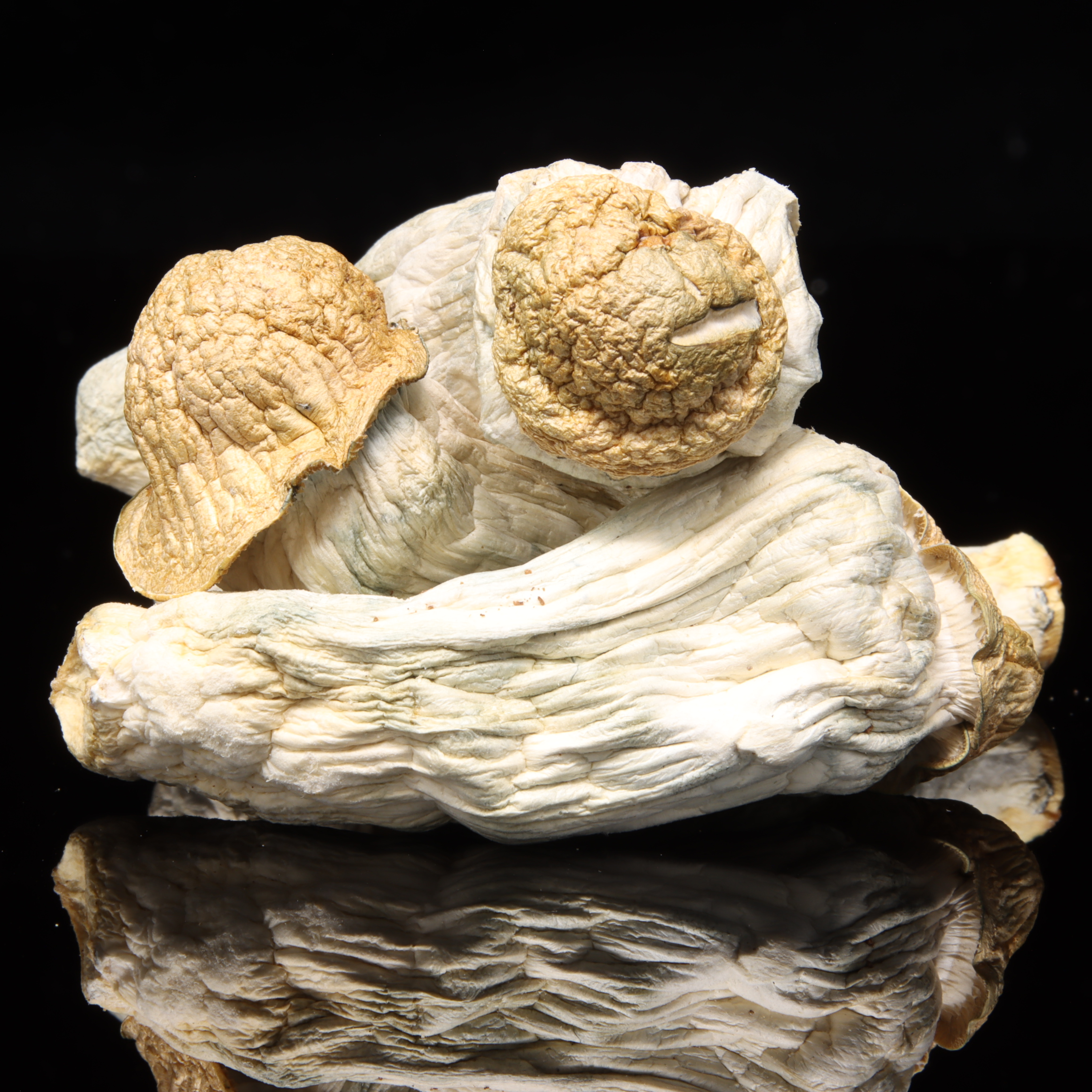 Steel Magnolia Mushrooms